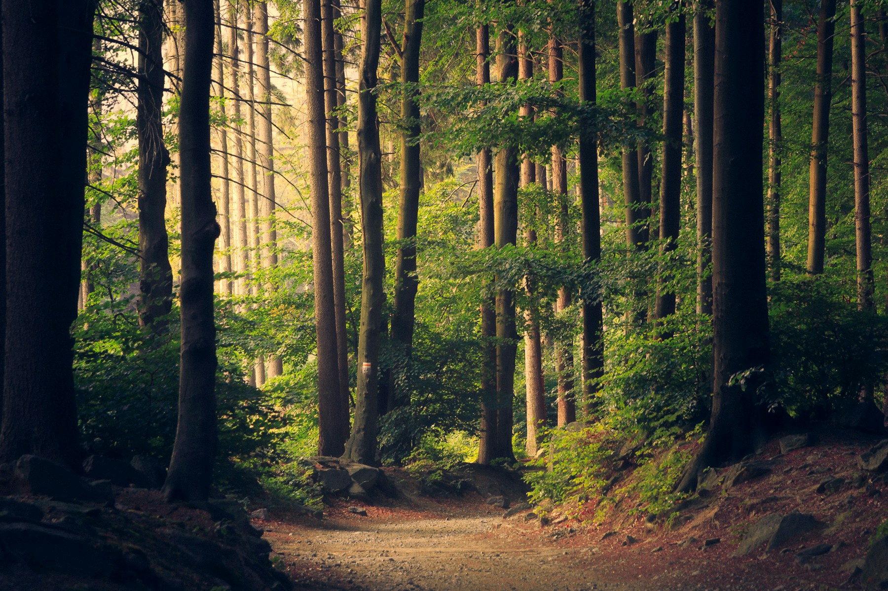 Sunlight falling through a lush green woodland canopy